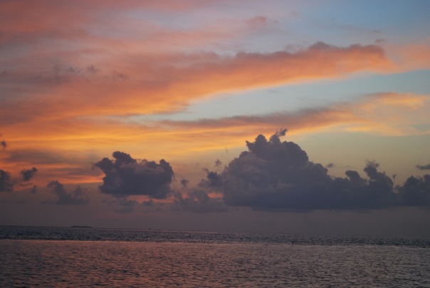 Dashiko Dear фото №25