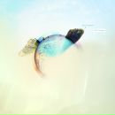 Фотография Помелова Сергея