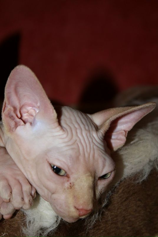 Дмитрий Борисенко фотография #36