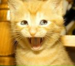 Uriel Papillon фотография #24 (источник - https://vk.com/id2909966)