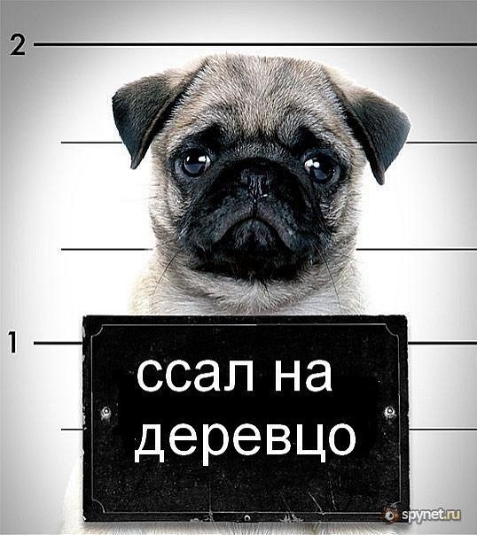 №1, Виталий Мелихов №1, Виталий Мелихов