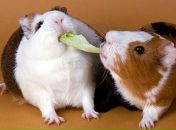 Фотография Осиповой Олеси