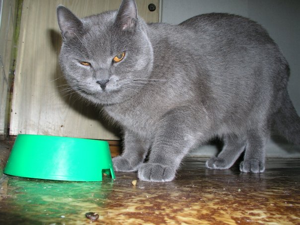 Басик Пушков фото №21