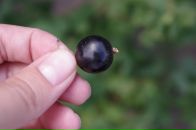 Фотография Павловской Алёнки