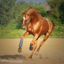 Фотография Шевчук Александр