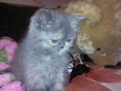 Фотография Смирновой Екатерины