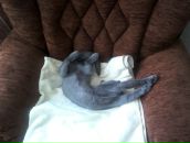 Фотография Павлинова Егора