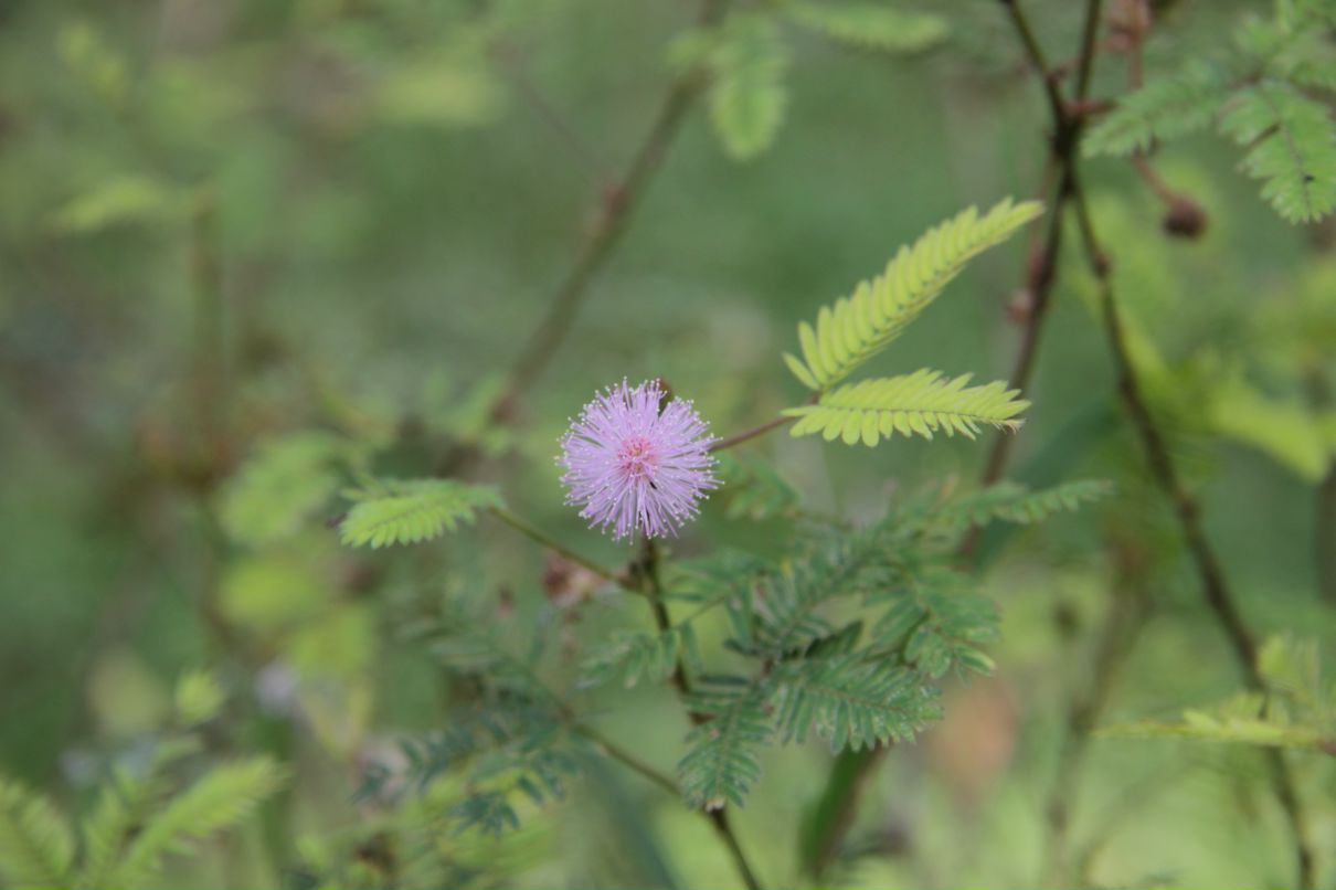 Дмитрий Симонов фотография #23