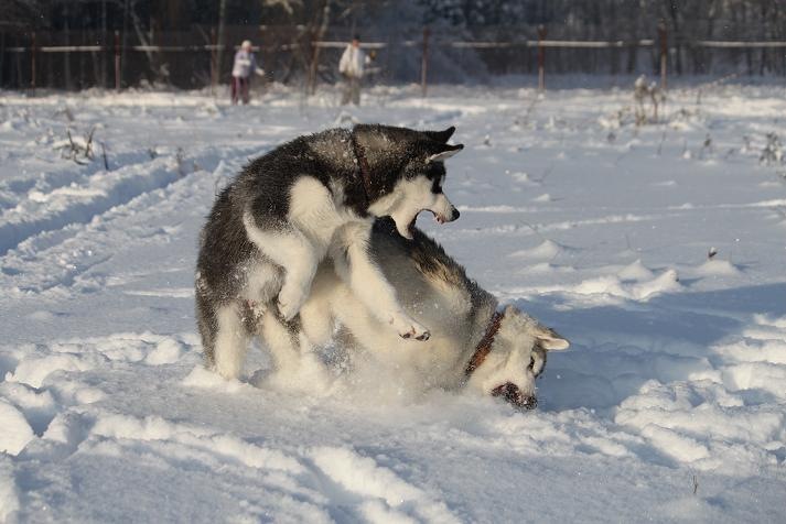 Дмитрий Тепляков фотография #37