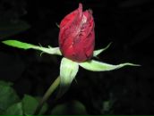 Фотография Чистой Софии