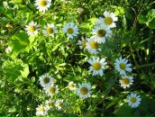 Фотография Пехтелевой Яны