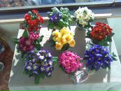 Фотография Василевской Аллы