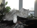 Фотография Харыбин Евгений