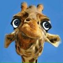 Фотография Ермакова Андрея