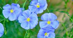 Фотография Тихоновой Лилии