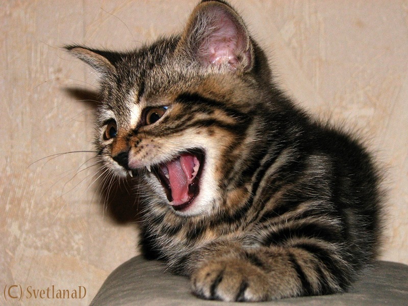 Switch Back фотография #27