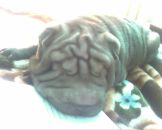 Надежда Родионова фотография #14 (источник - https://vk.com/id52791136)