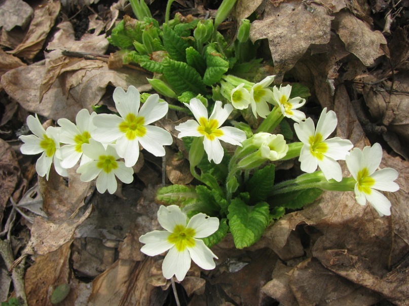 Ира Пивнева фотография #34