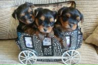 Фотография Беляковой Светланы