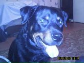 Фотография Вольных Елены