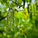 Фотография Адониной Анны