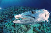 Фотография Смита Виктора