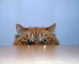 Фотография Солдатовой Анны