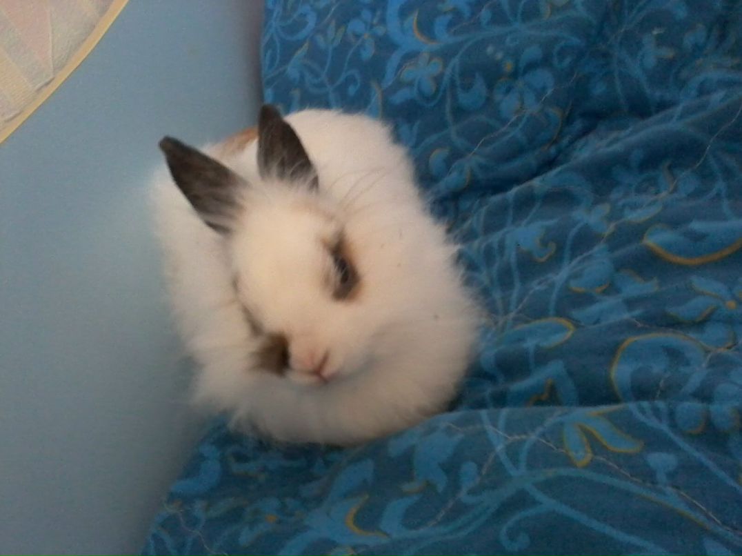 Shnyfel @) фотография #4