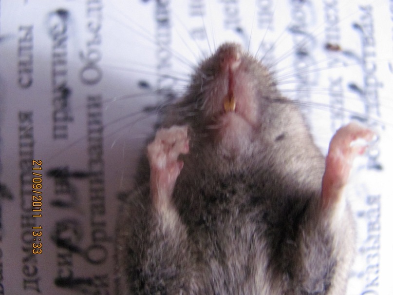 Ольга С фотография #30