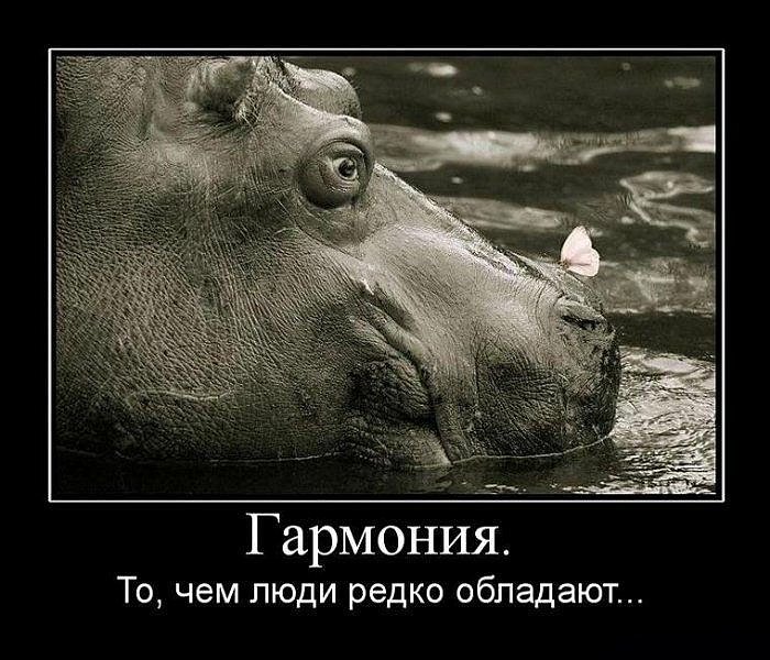 Сергей Комаров фотография #24