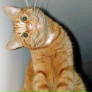 Фотография Карпук Екатерины