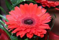 Фотография Кудисовой Анны