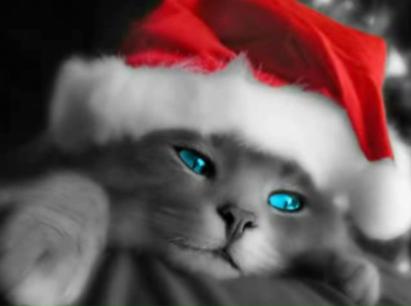 Дмитрий Кукушкин фотография #4