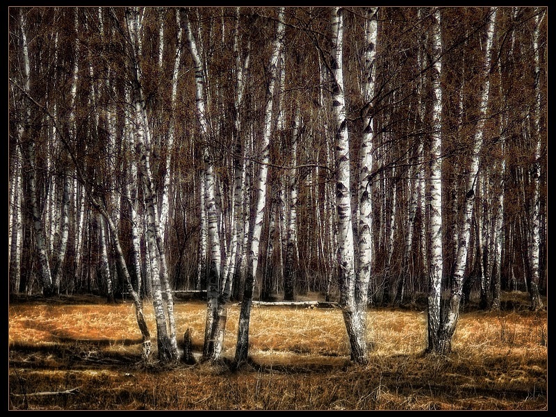 Игорь Мигорка фотография #47