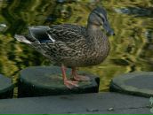 Сергей Левашев фотография #8 (источник - https://vk.com/id2535465)