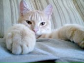 Фотография Владимирова Антона