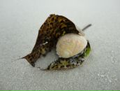 Фотография Фотограф Новосибирск Гоа Татьяны Трофименко